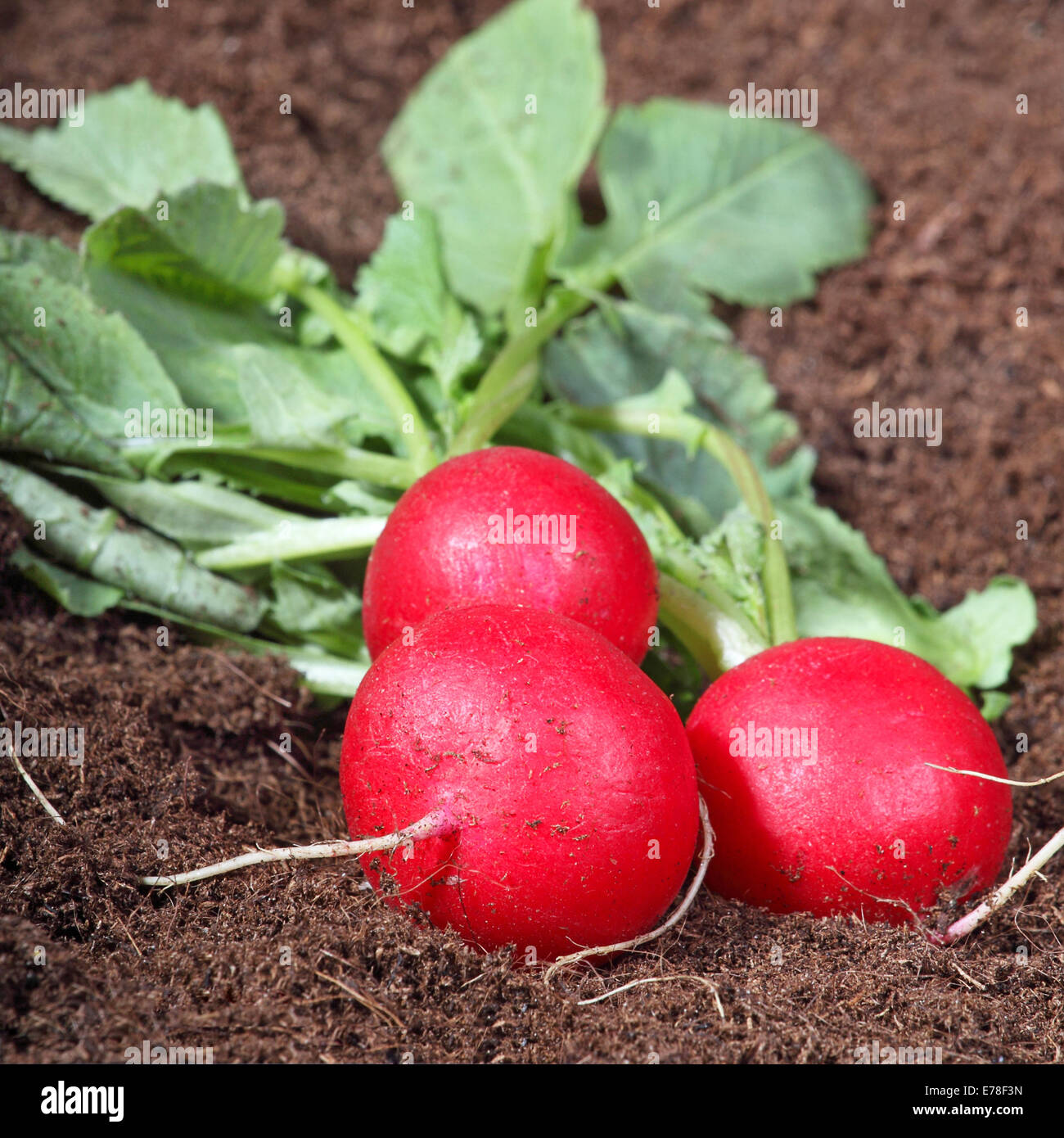 Three red radishes lie on brow ground Stock Photo