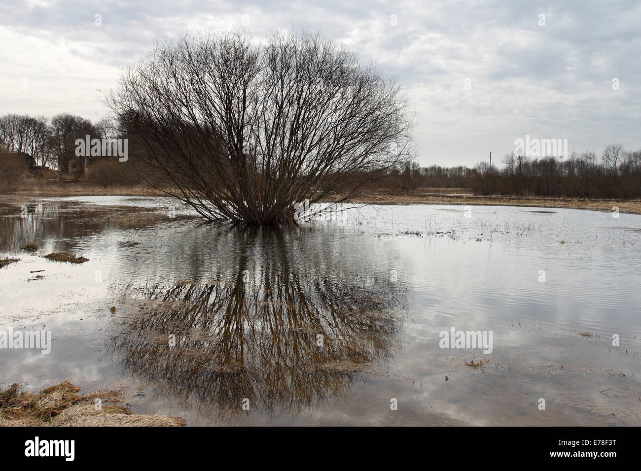 Bare spring bush reflects in the water under cloudy sky Stock Photo