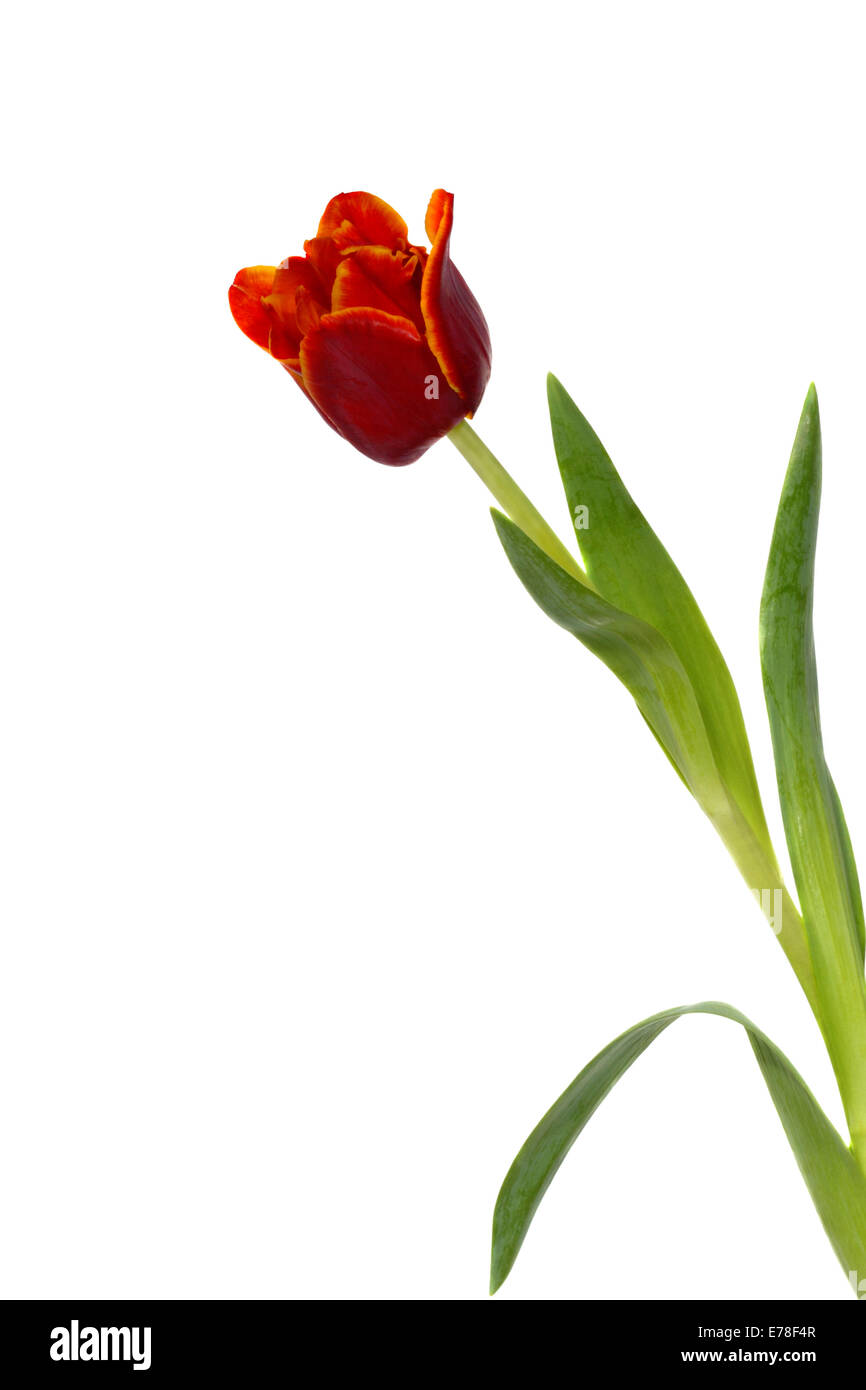 Red tulip with green leaves isolated on white background Stock Photo ...