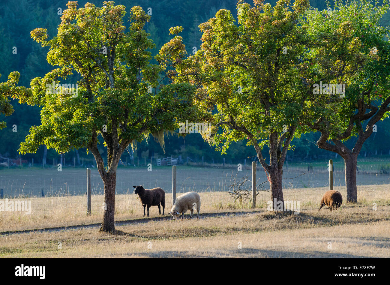 Sheep, the Ruckle Farm, Ruckle Provincial Park, Salt spring Island ...
