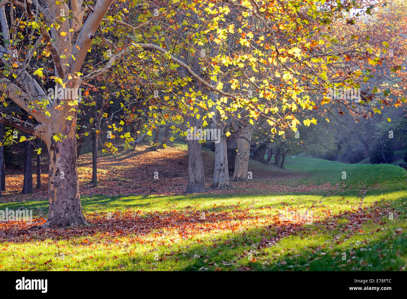 trees with fallen leaves in the park Stock Photo - Alamy