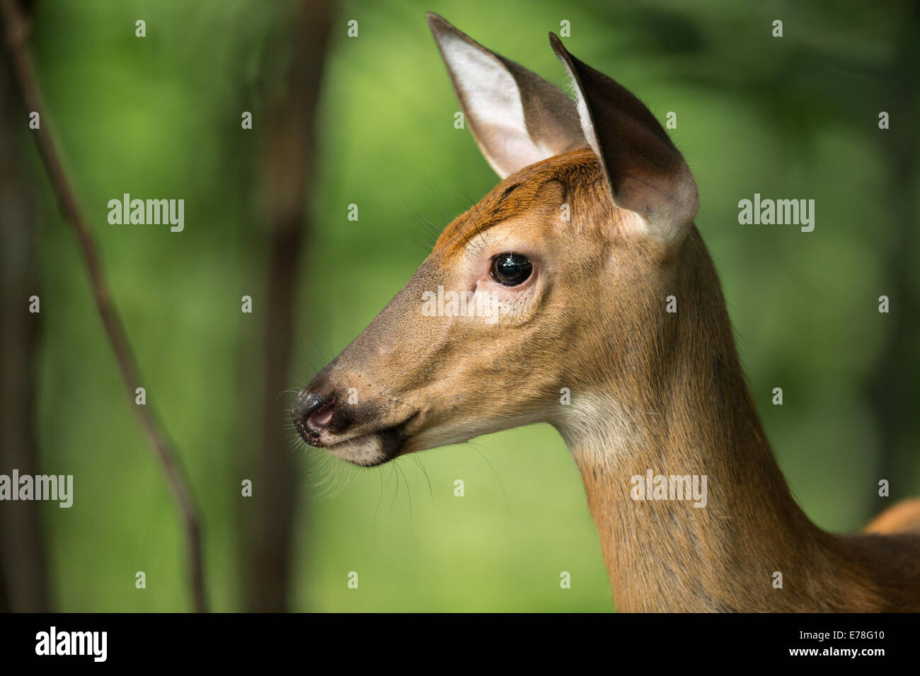 Close up deer eye ear hires stock photography and images Alamy