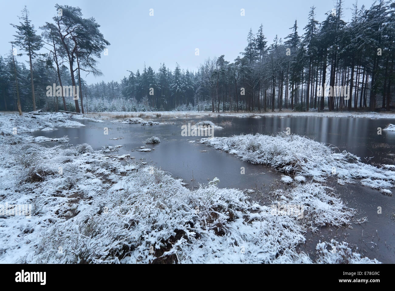 Frozen lake coniferous forest hi-res stock photography and images - Alamy