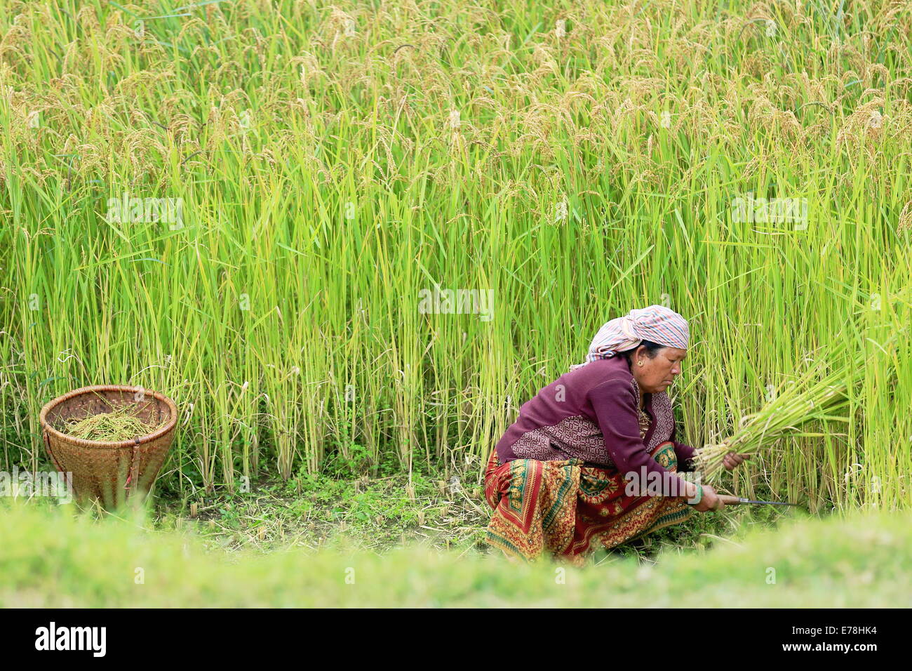 GHANDRUK, NEPAL - OCTOBER 10: Nepalese woman crops by hand with a sickle some rice ears on October 10, 2012 in Ghandruk village- Stock Photo