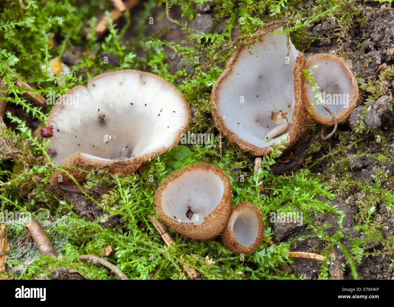 Brown-haired fairy cup, Humaria hemisphaerica Stock Photo