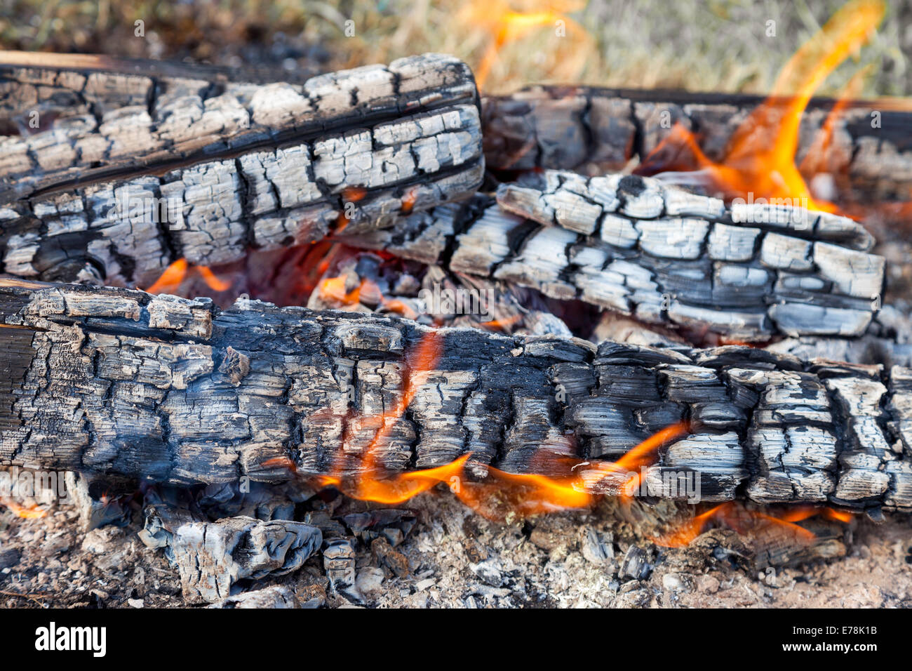 Closeup of hot burning firewood in campfire Stock Photo Alamy