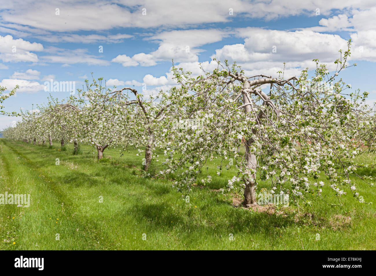 Flower orchard row hi-res stock photography and images - Alamy