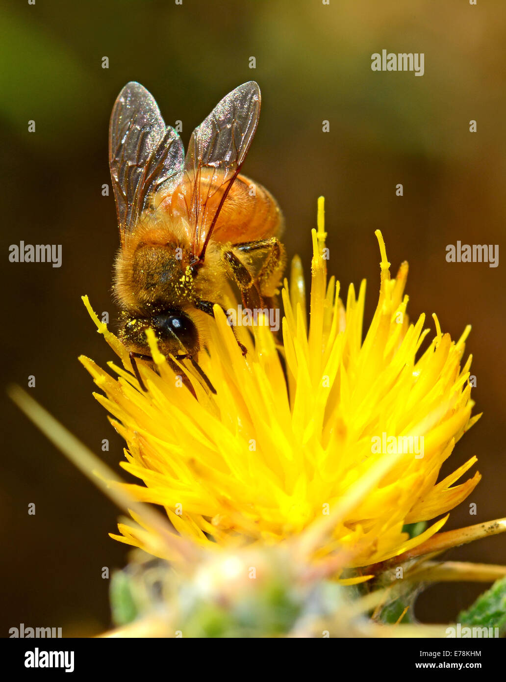 Bee pollinating wild flower, Front view Stock Photo