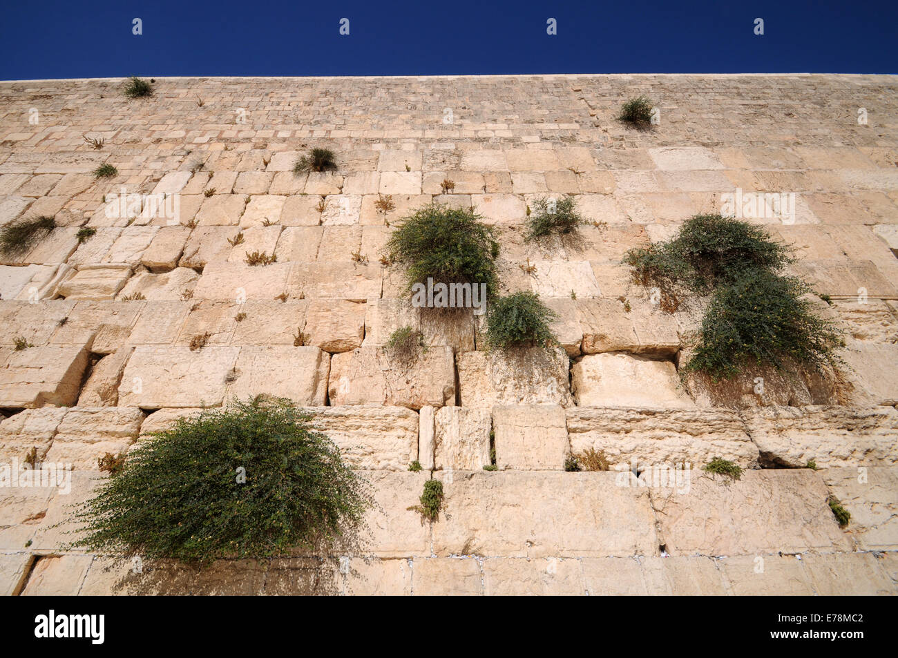 Capers growing on the wailing wall, Jerusalem, Israel Stock Photo Alamy