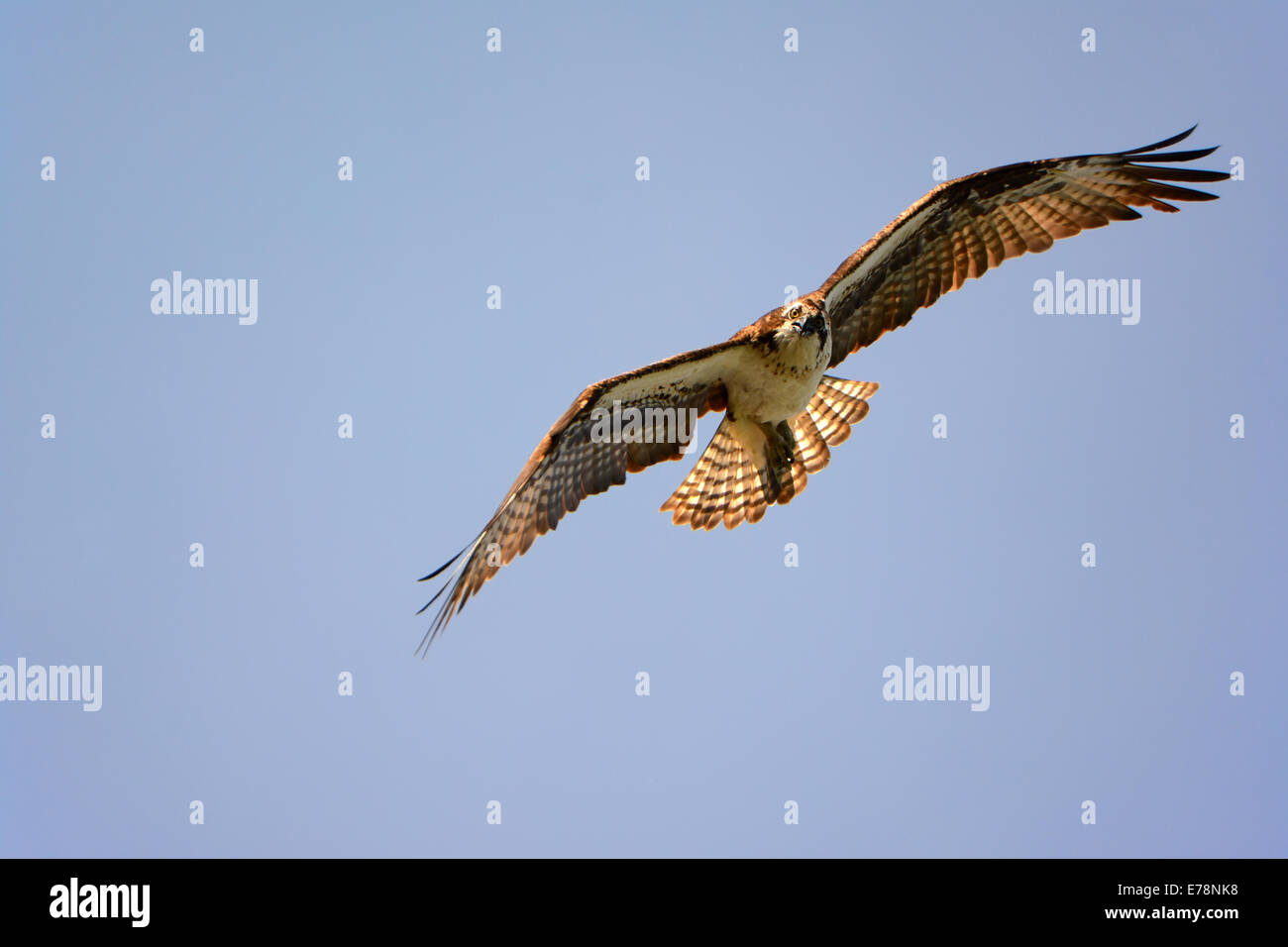 Osprey fly , Front view Stock Photo