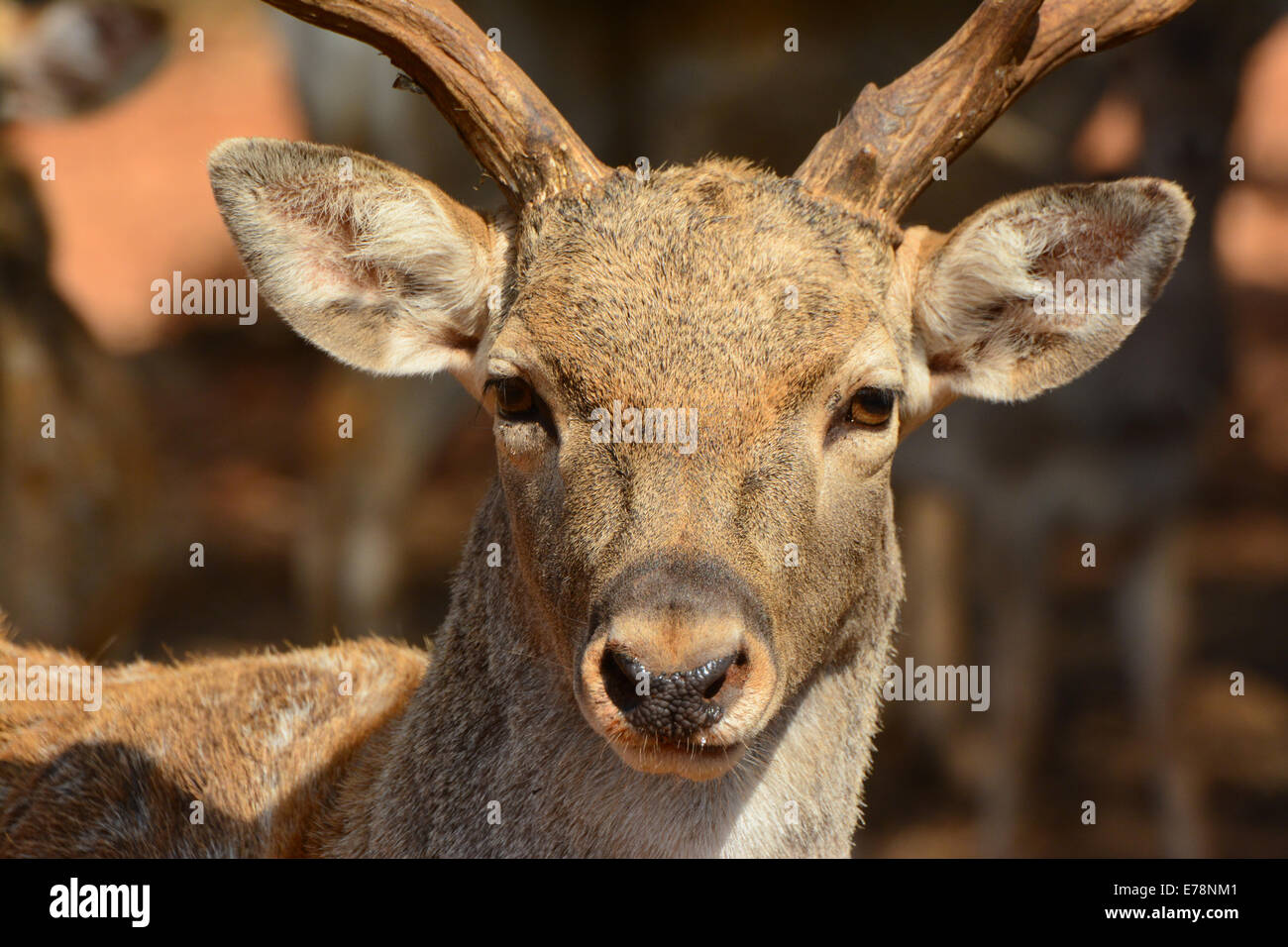 Persian Fallow deer, Stock Photo