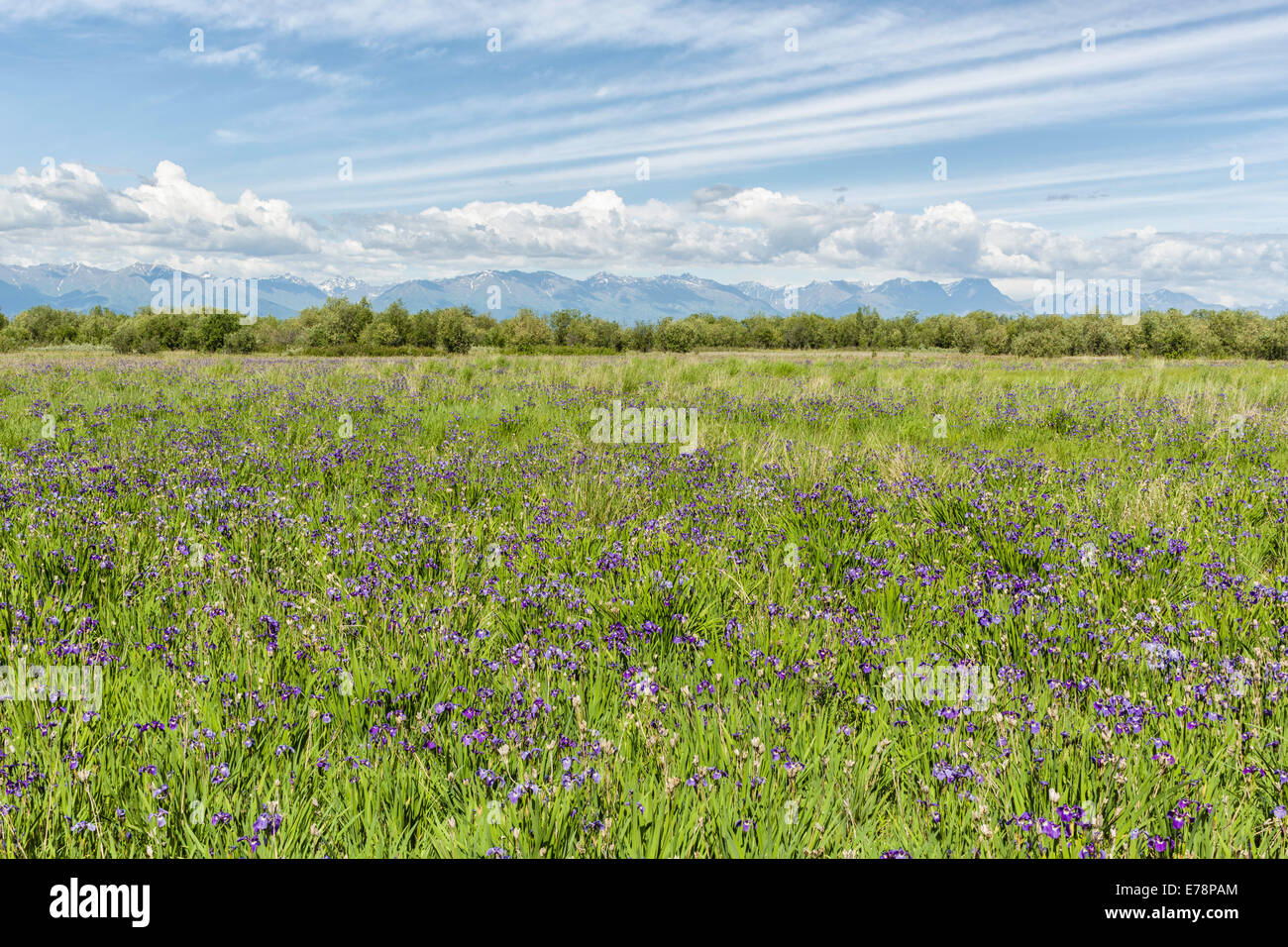 Field of Wild Irises at Eklutna Flats with Talkeetna Mountains in background in Southcentral Alaska in spring. Stock Photo