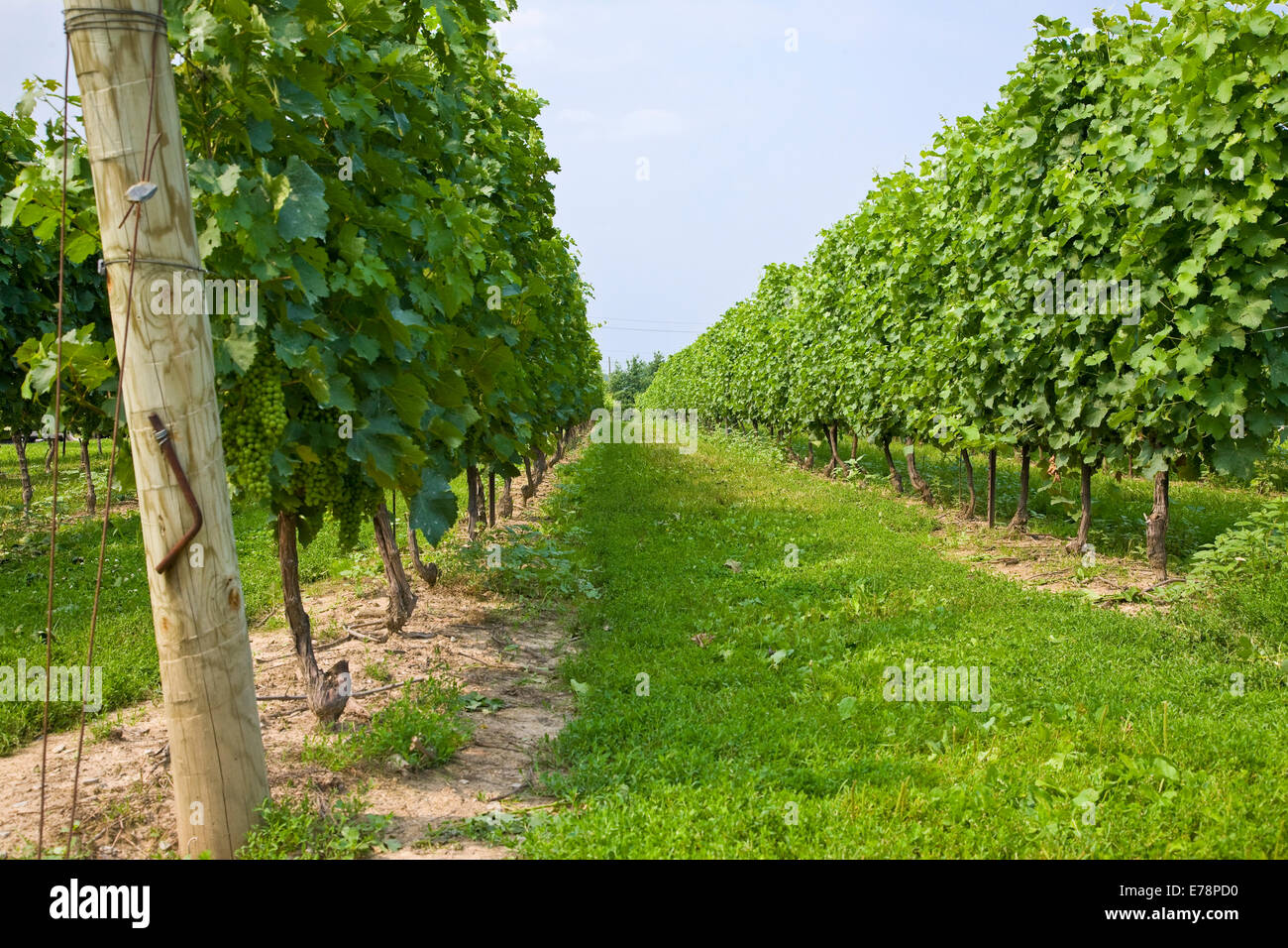 Vineyard in the Niagara region, Canada Stock Photo