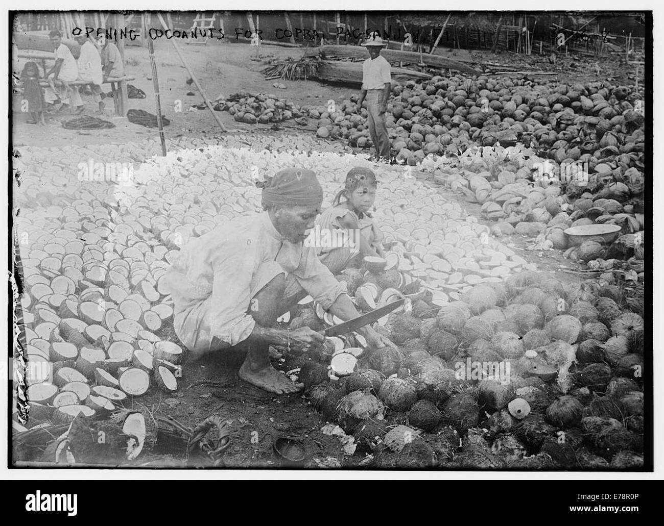Opening Coconuts for Copra, Pagsanjan, Stock Photo