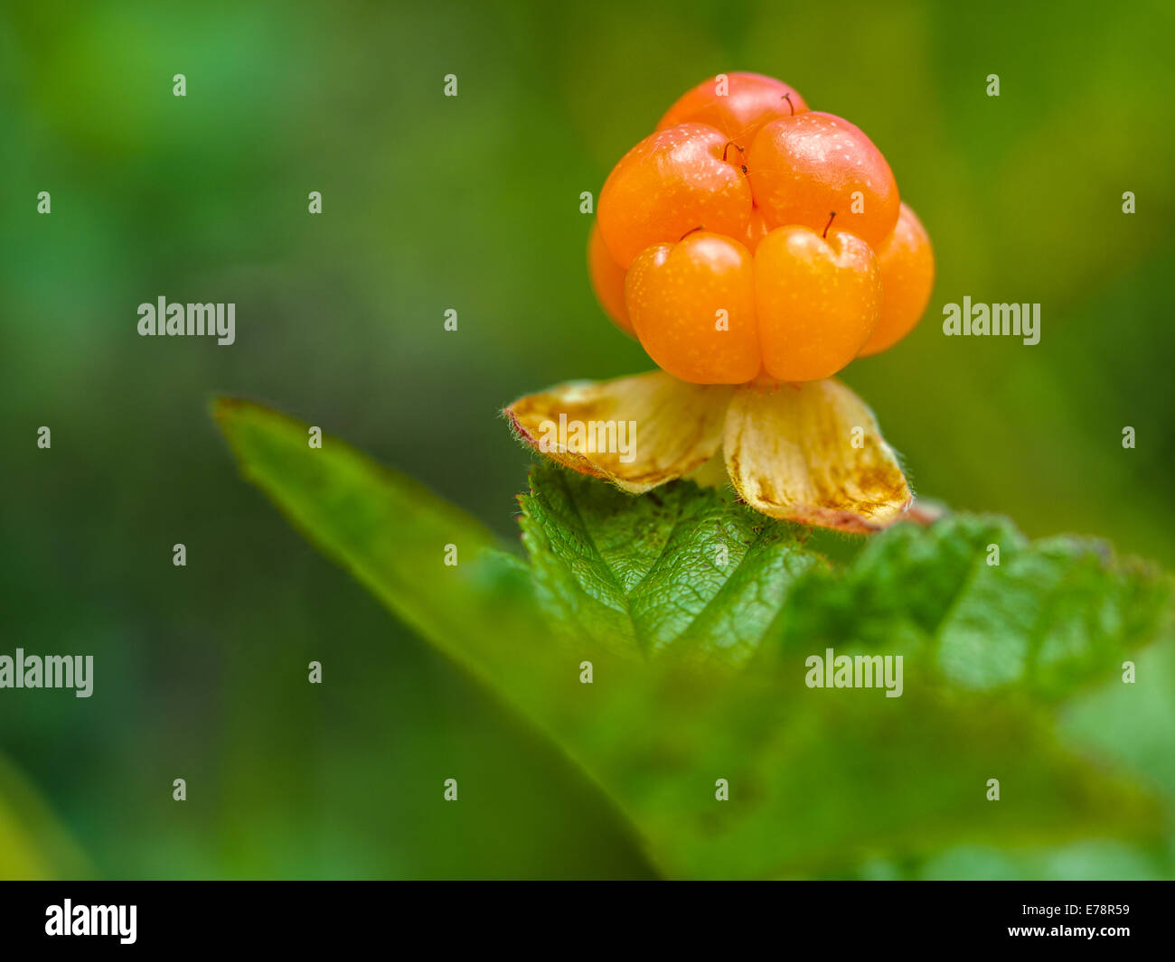Ripe berry cloudberry is growing in the swamp. Stock Photo