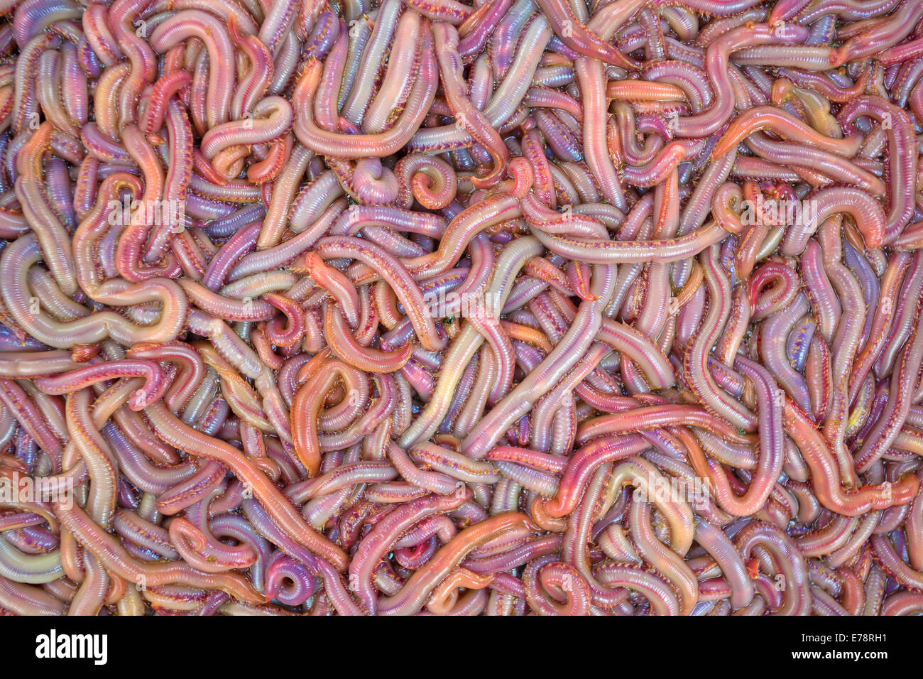 Fishing worms hi-res stock photography and images - Alamy