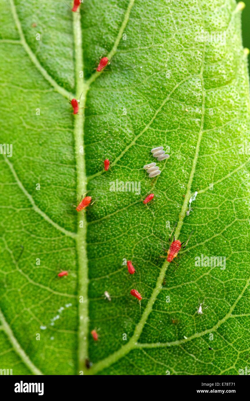 Six syrphid fly (hoverfly) eggs on cup plant leaf infested with red aphids. The fly maggots will prey on the aphids. Stock Photo