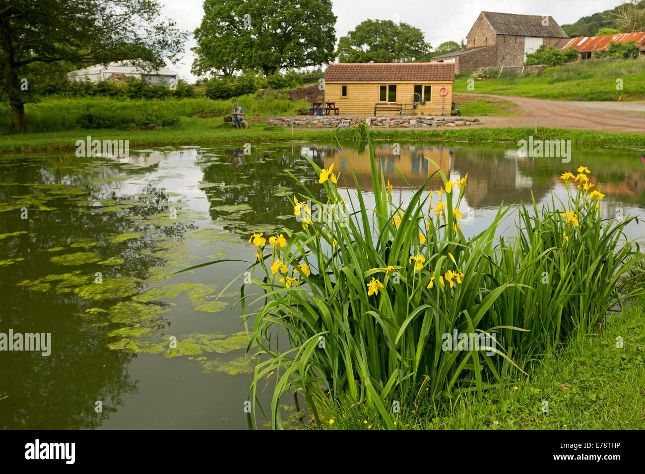 Picturesque rural landscape, angler seated by farm coarse fishing pond with wild irises, trees & barn reflected in mirror surface of water in England Stock Photo