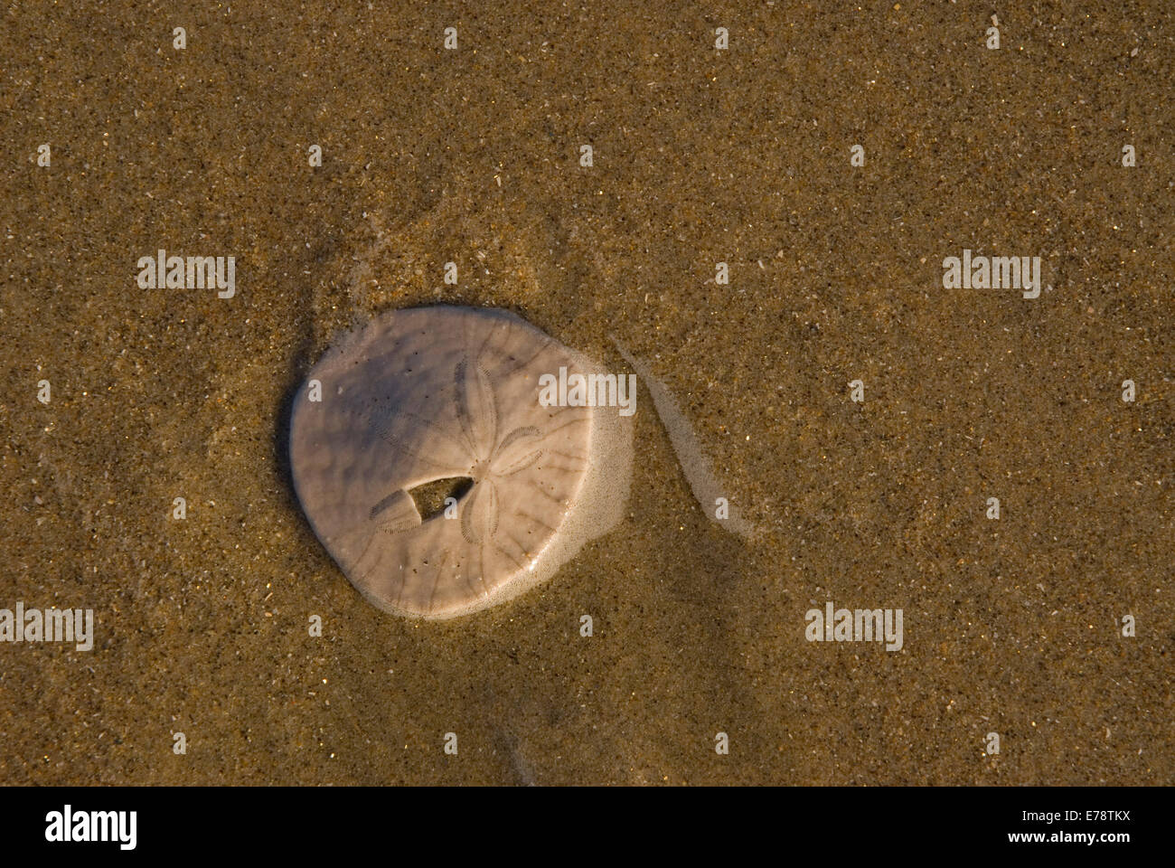 Sand dollar on beach, Silver Strand State Park, California Stock Photo