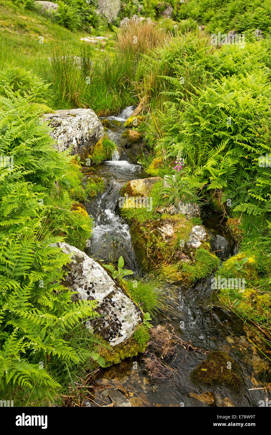 Small stream on hillside with water from spring tumbling over moss covered rocks and among emerald bracken and native grasses in Lake District England Stock Photo