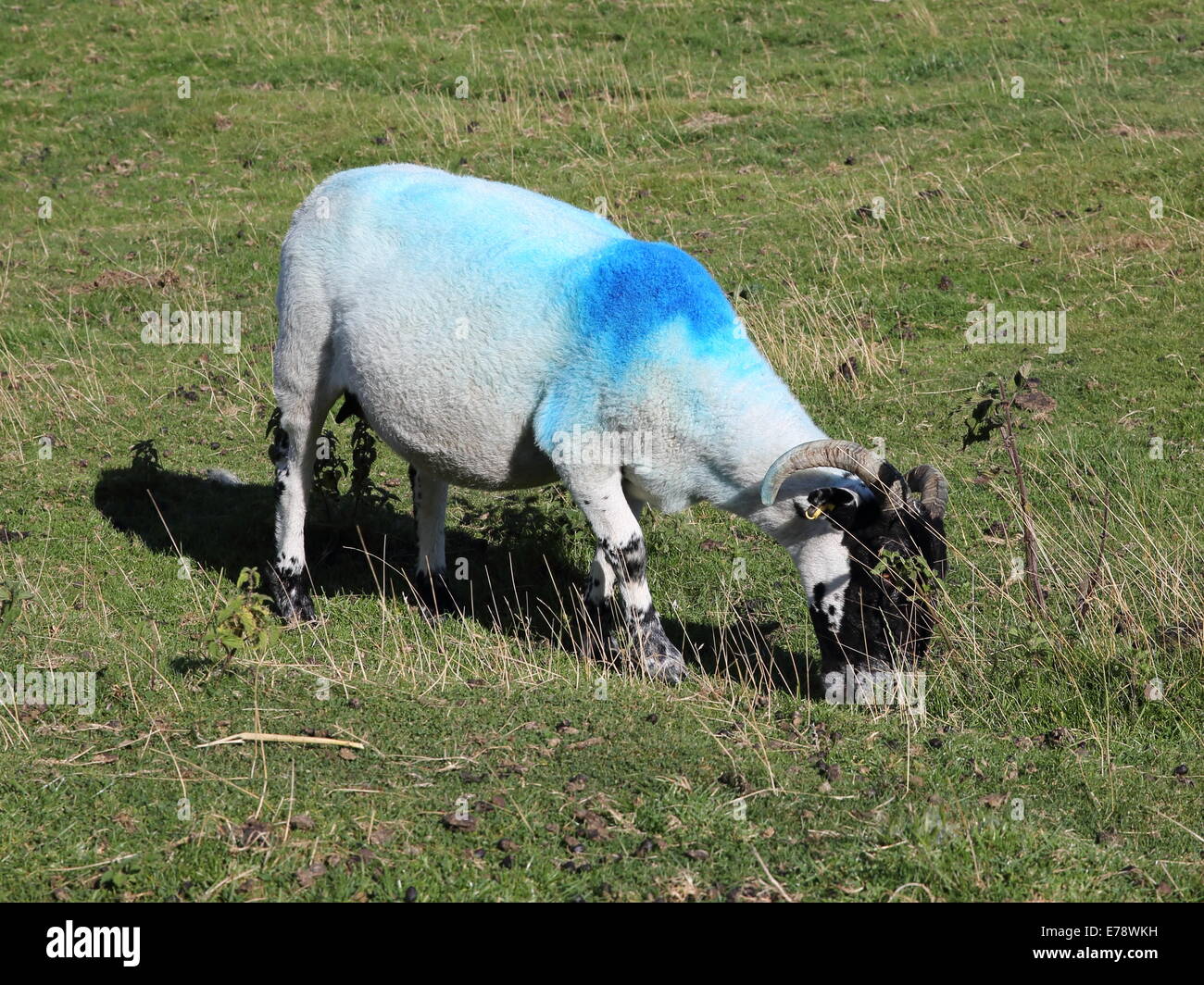 Sheep with Blue Dye Marking Stock Photo Alamy