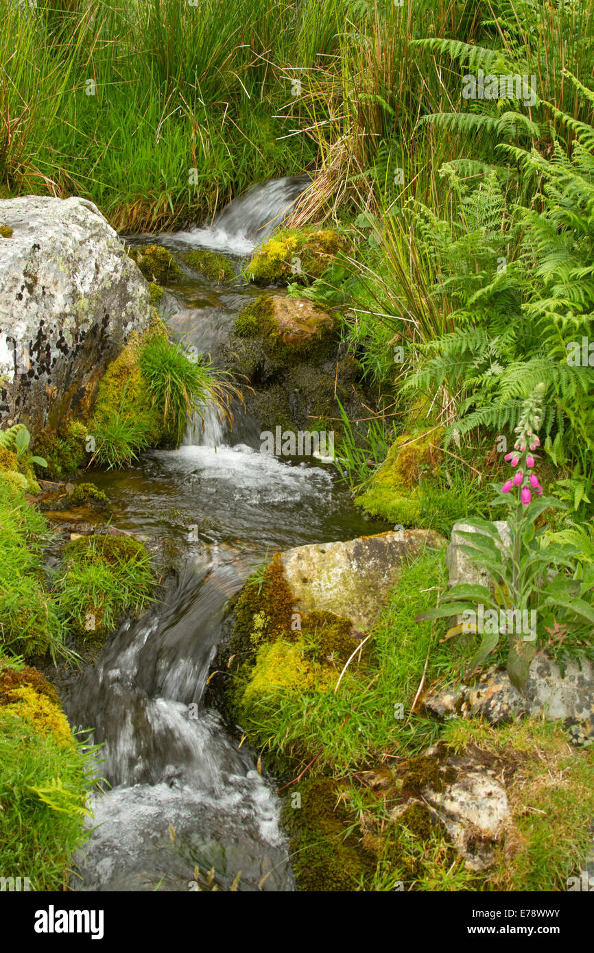 Small waterfall with stream of water from spring tumbling over moss covered rocks among emerald vegetation, ferns, foxgloves in Lake District England Stock Photo