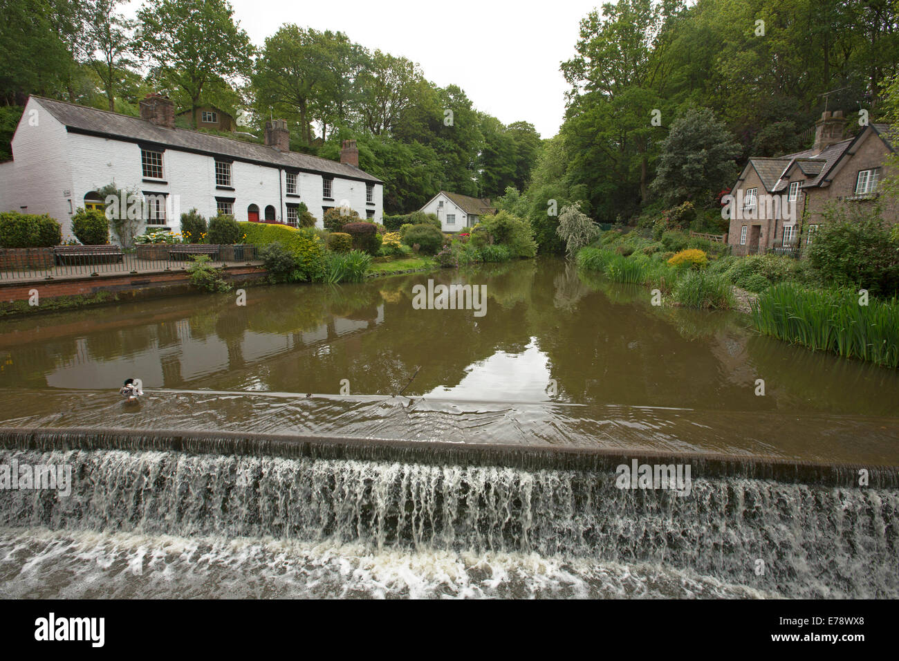 Water running over weir from lake with white painted cottages and colourful gardens on the bank at English village of Lymm Stock Photo