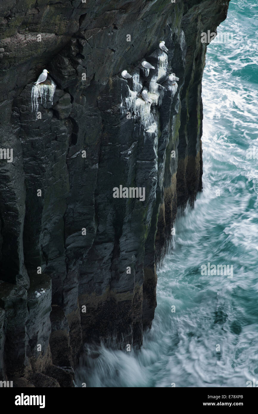 the cliffs streaked with the guano of  kittiwakes nr Arnastapi, Snaefellsnes Peninsula, western Iceland Stock Photo