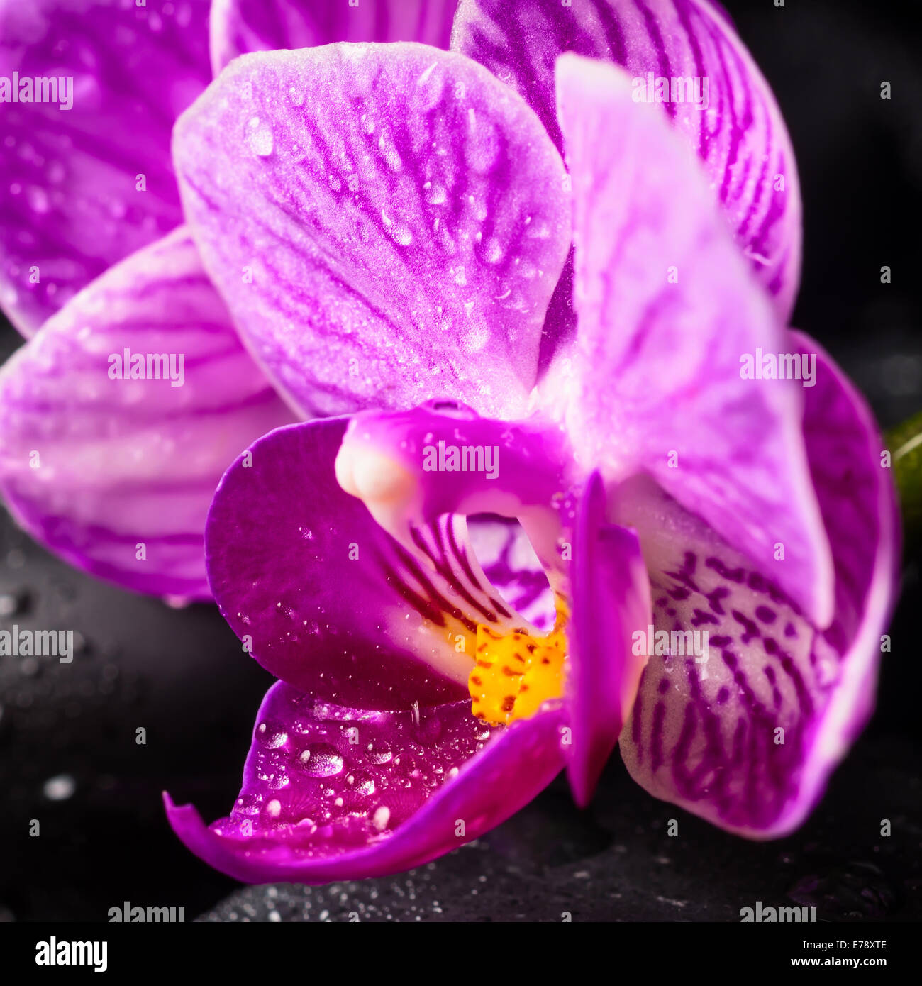 Spa concept of zen stones, blooming twig lilac stripped orchid, phalaenopsis with drops and reflection on water Stock Photo