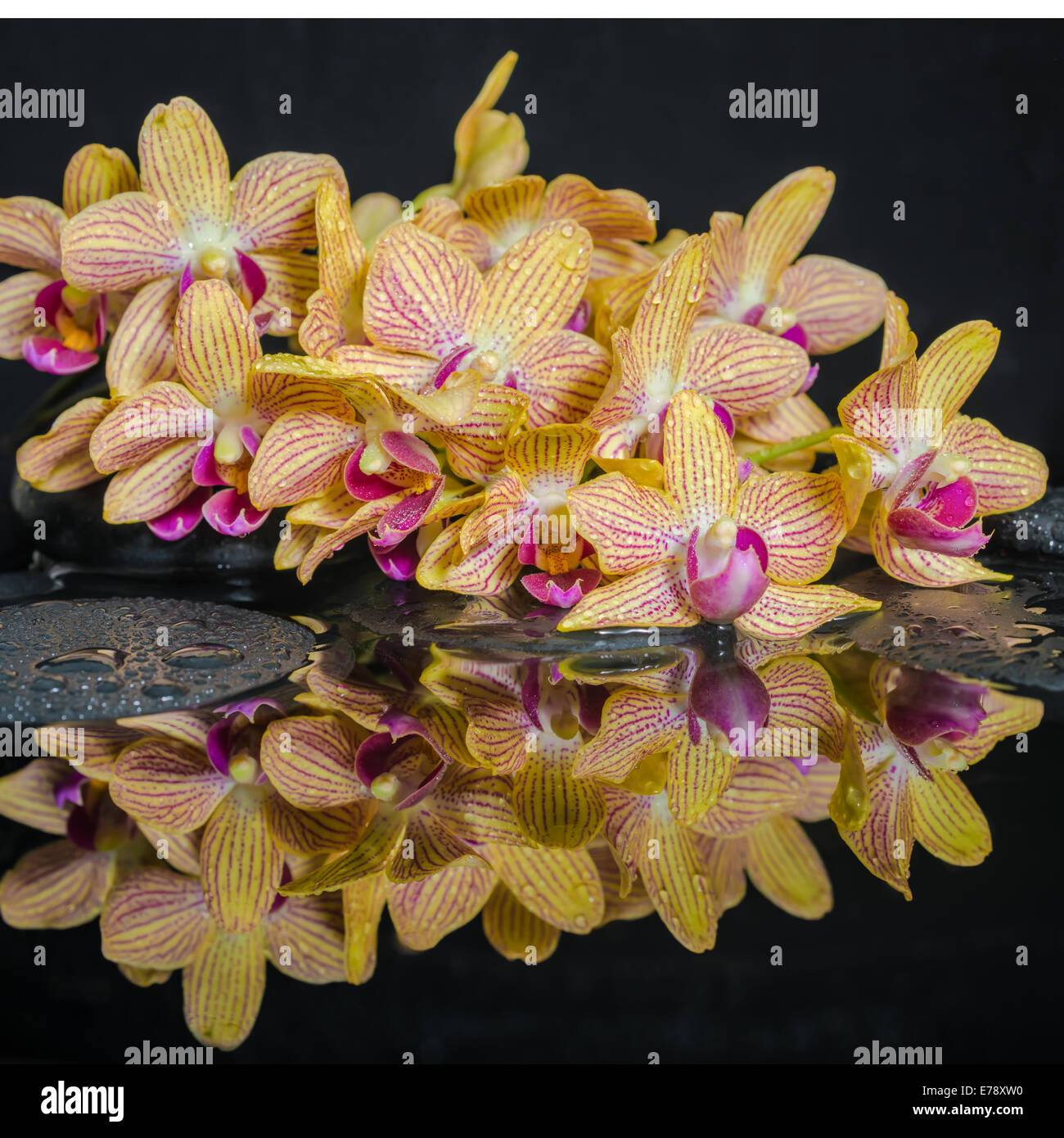 Spa concept of beautiful yellow with red stripped orchid (phalaenopsis), zen stones with drops and reflection on water Stock Photo