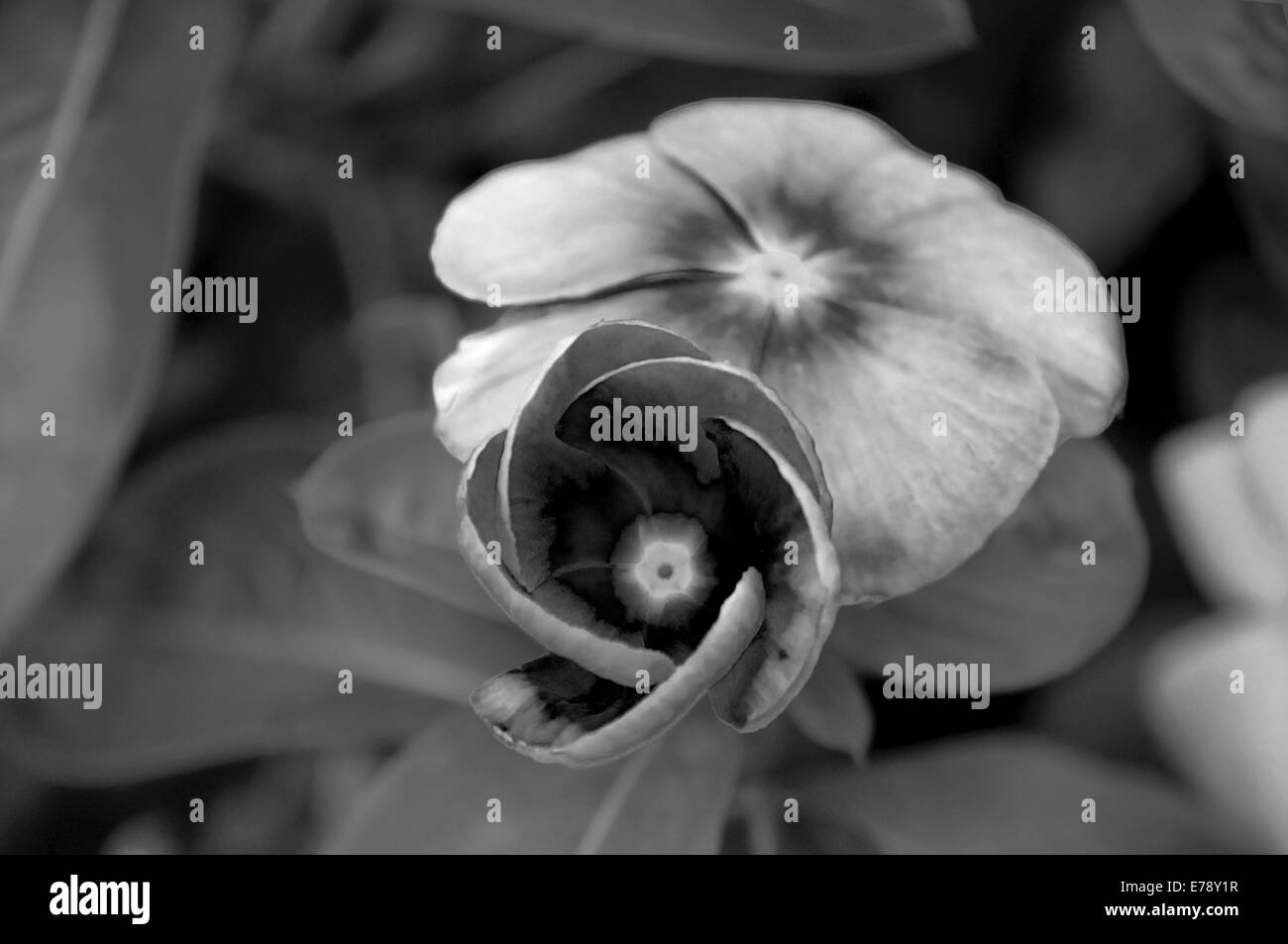 Black and white of two flowers, one flower in mid bloom. Stock Photo