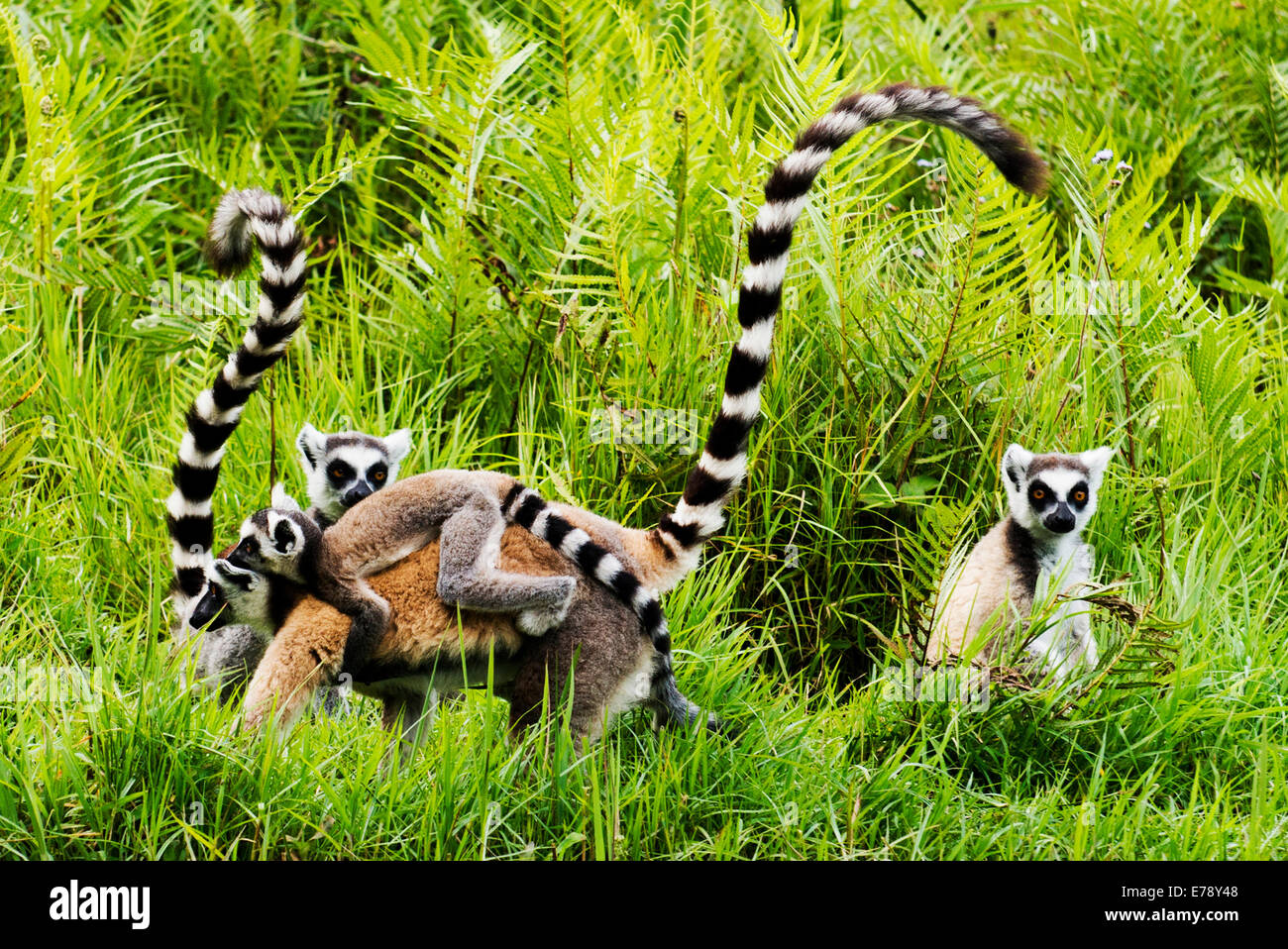 Ring Tailed Lemurs in Madagascar. Stock Photo
