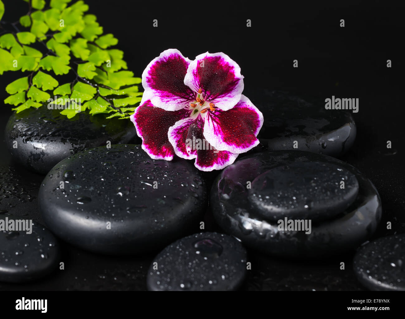 Spa concept with beautiful deep purple flower of geranium, green branch ...