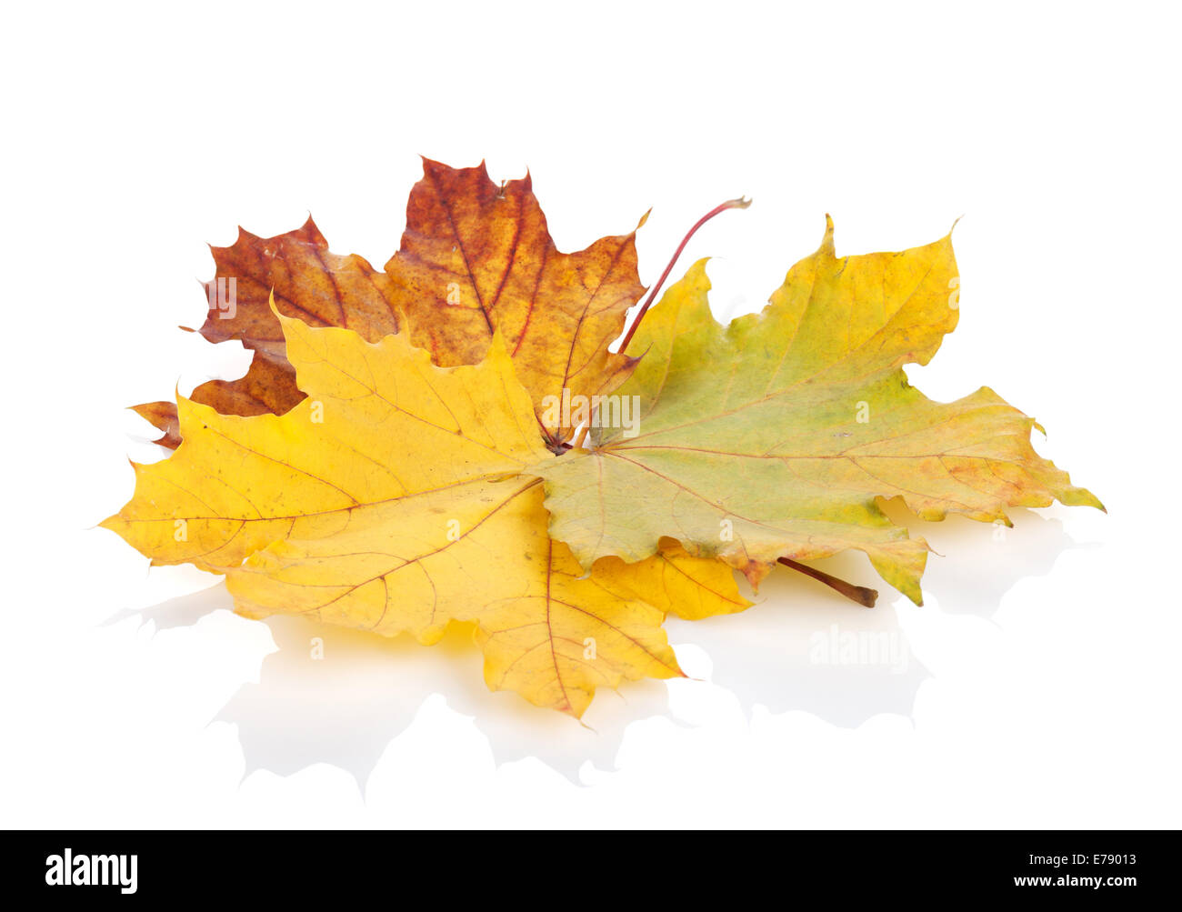 Colorful autumn maple leaves. Isolated on white background Stock Photo ...