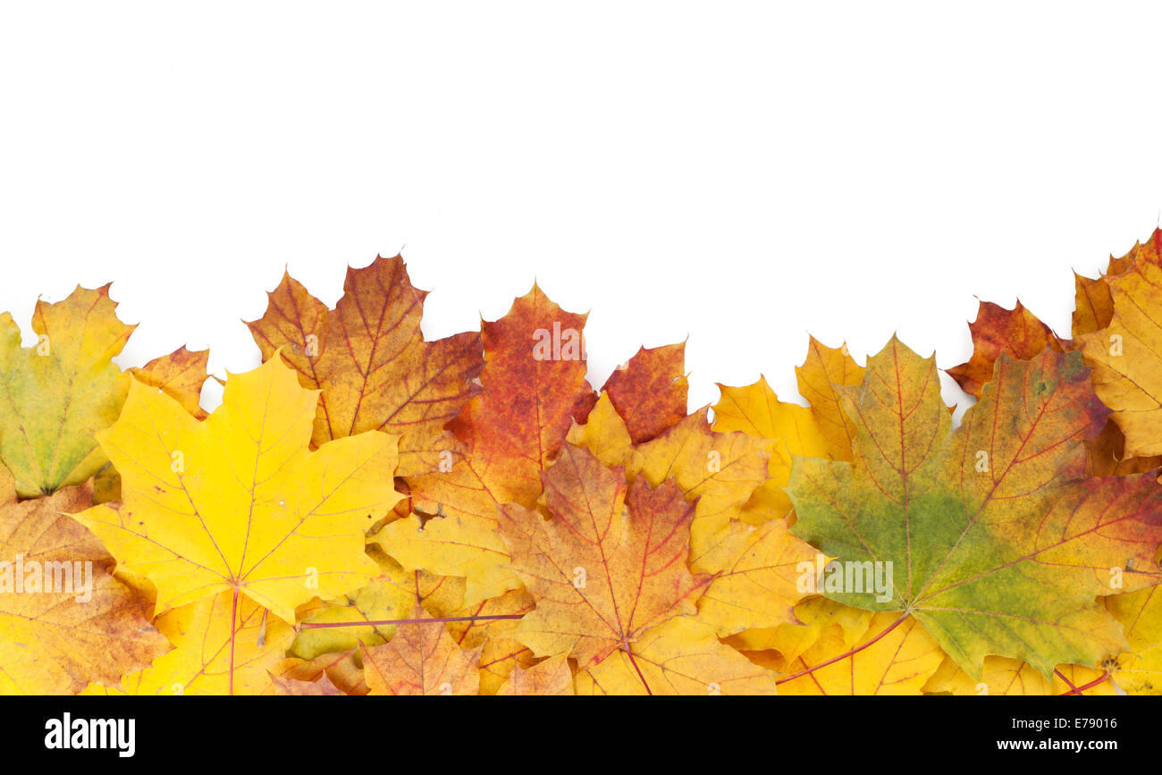 Colorful autumn maple leaves frame. Isolated on white background Stock ...