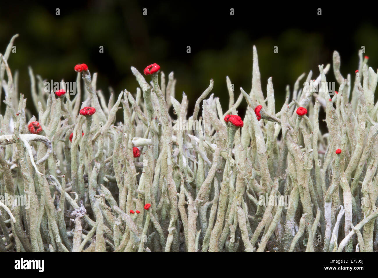 Lipstick Cladonia (Cladonia macilenta) with red fruiting bodies Stock Photo