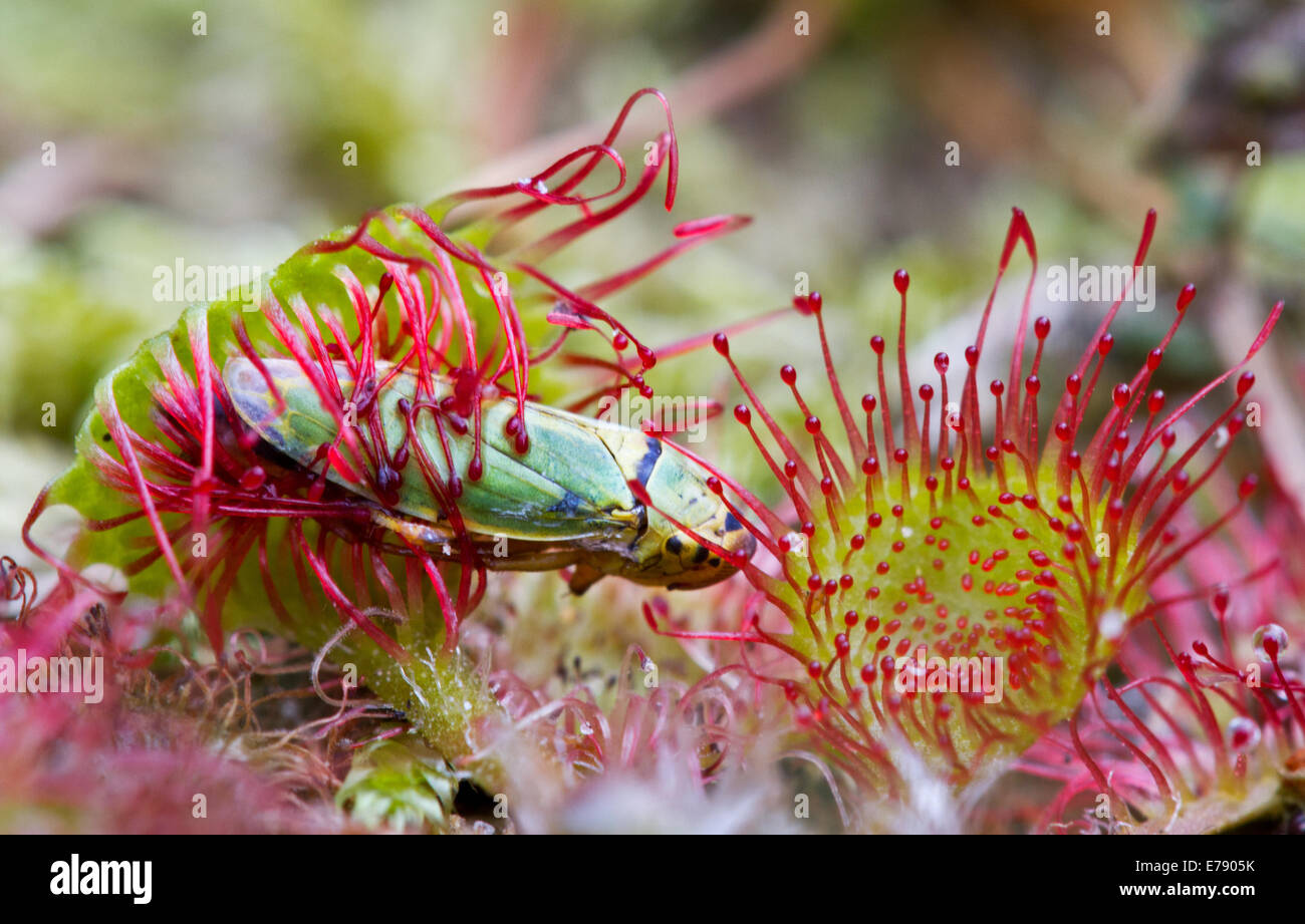 Small insect, caught by the sticky tentacles of Common sundew (Drosera rotundifolia) Stock Photo