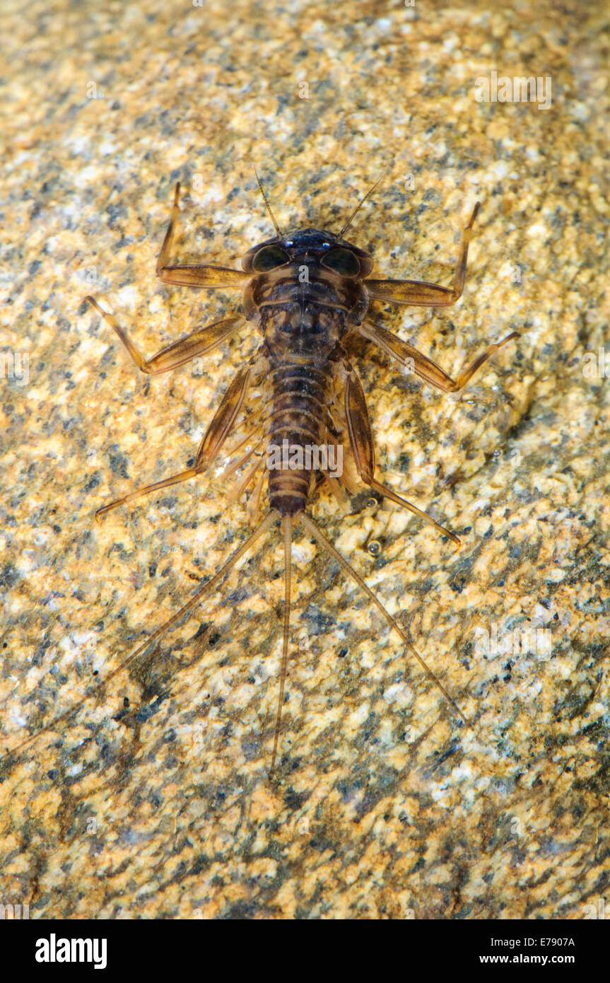 False March Brown (Ecdyonurus venosus), nymph, clinging to a pebble.  Subject controlled in a specialist photography tank before Stock Photo