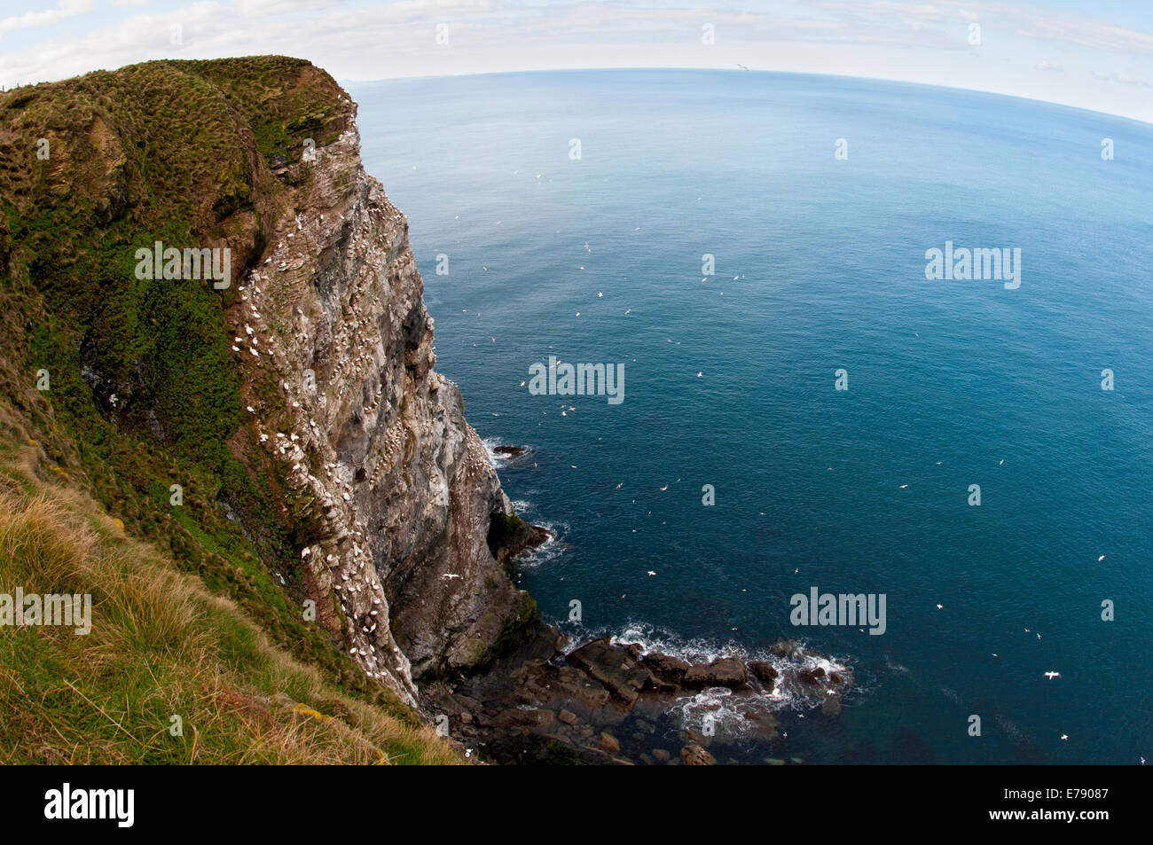 Northern Gannets (Morus bassanus), a view of the colony at Troup Head, Aberdeenshire, Scotland. March. Stock Photo