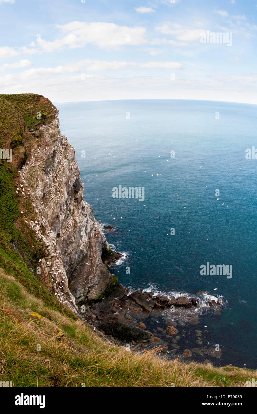 Northern Gannets (Morus bassanus), a view of the colony at Troup Head, Aberdeenshire, Scotland. March. Stock Photo