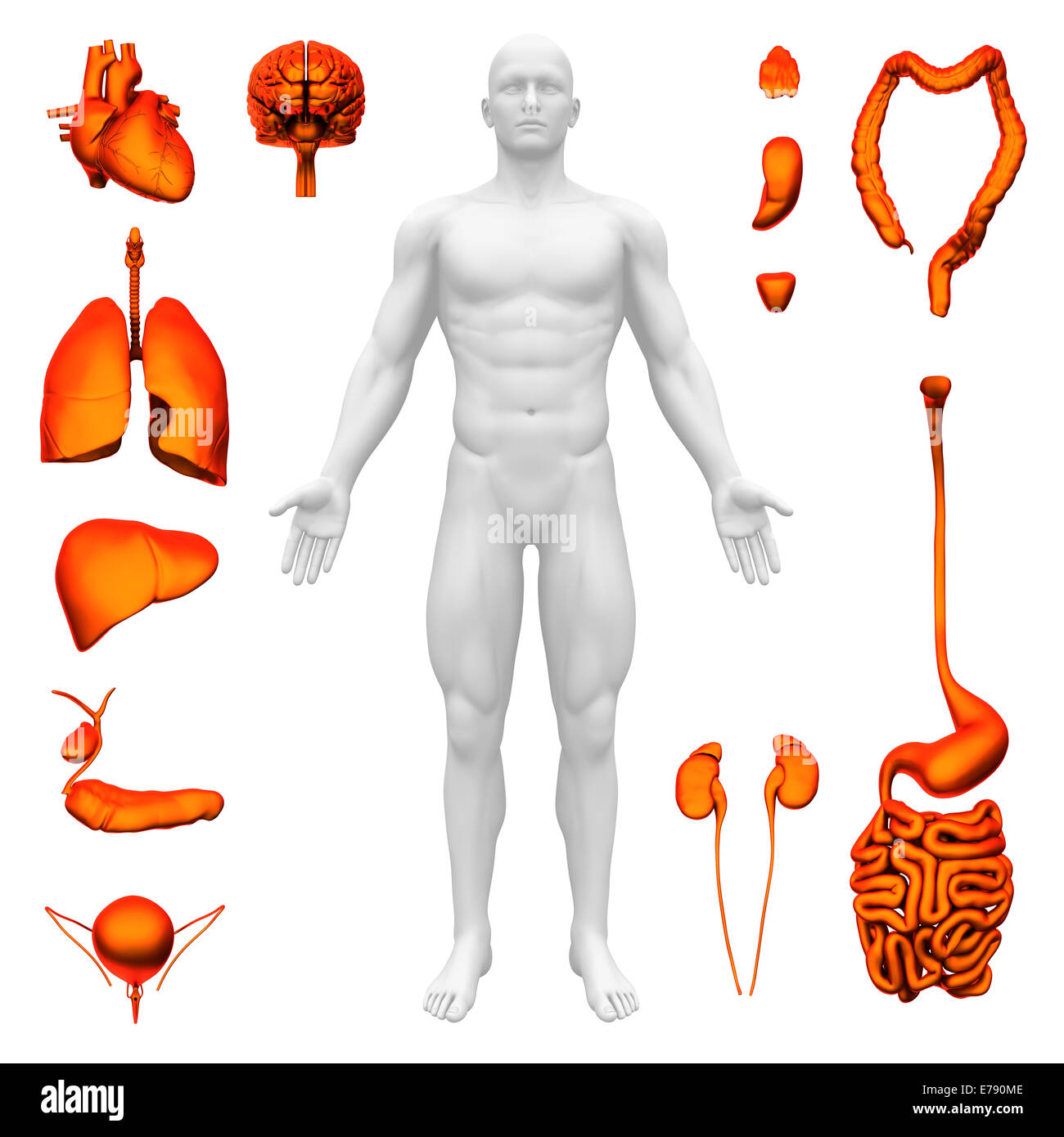 Internal organs - Human anatomy Stock Photo