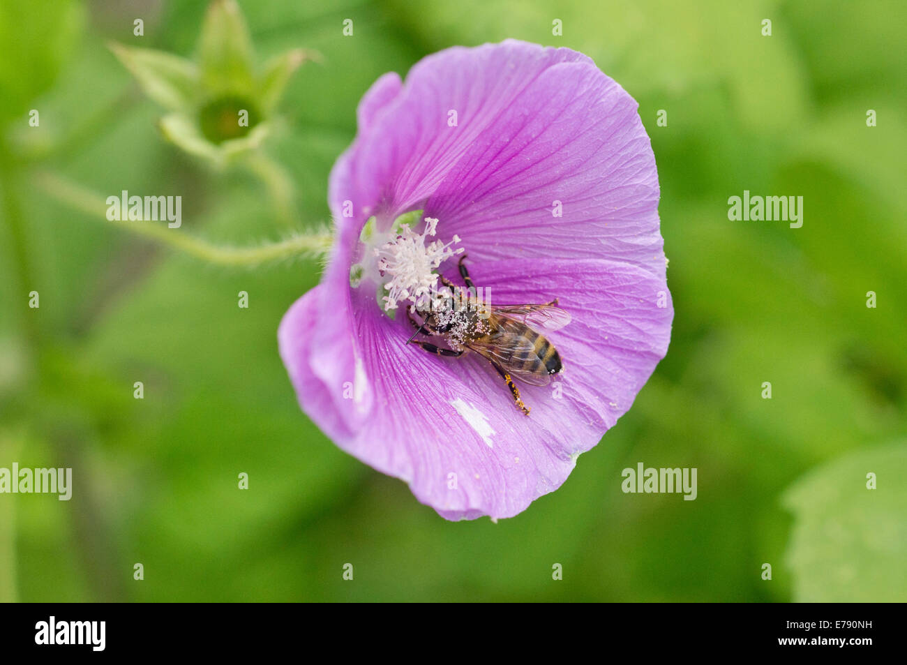 Malva Lavatera with pollen covered Honey Bee Stock Photo