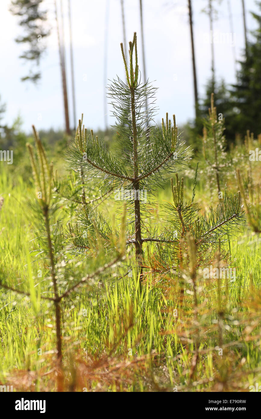 Young pine trees in forest Stock Photo - Alamy