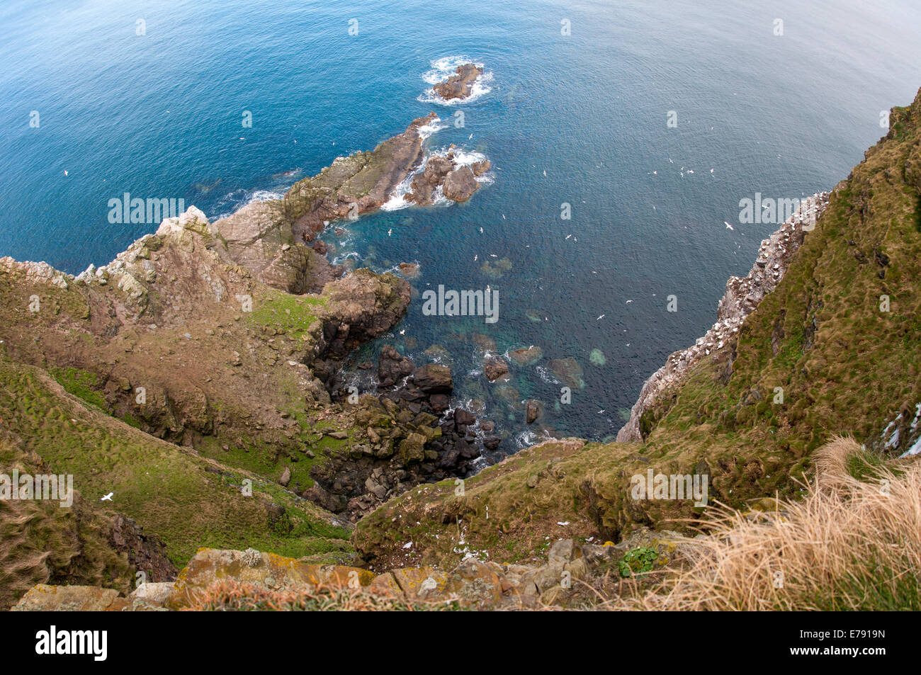 Northern Gannets (Morus bassanus), a view of the colony at Troup Head, Aberdeenshire, Scotland. March. Stock Photo