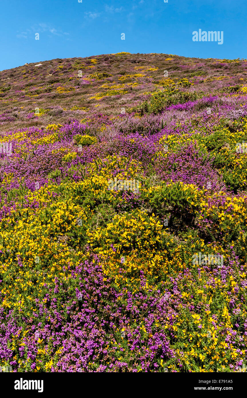 Western Gorse Ulex galii and Bell Heather Erica cinerea growing on Foel Lus Penmaenmawr North Wales Stock Photo