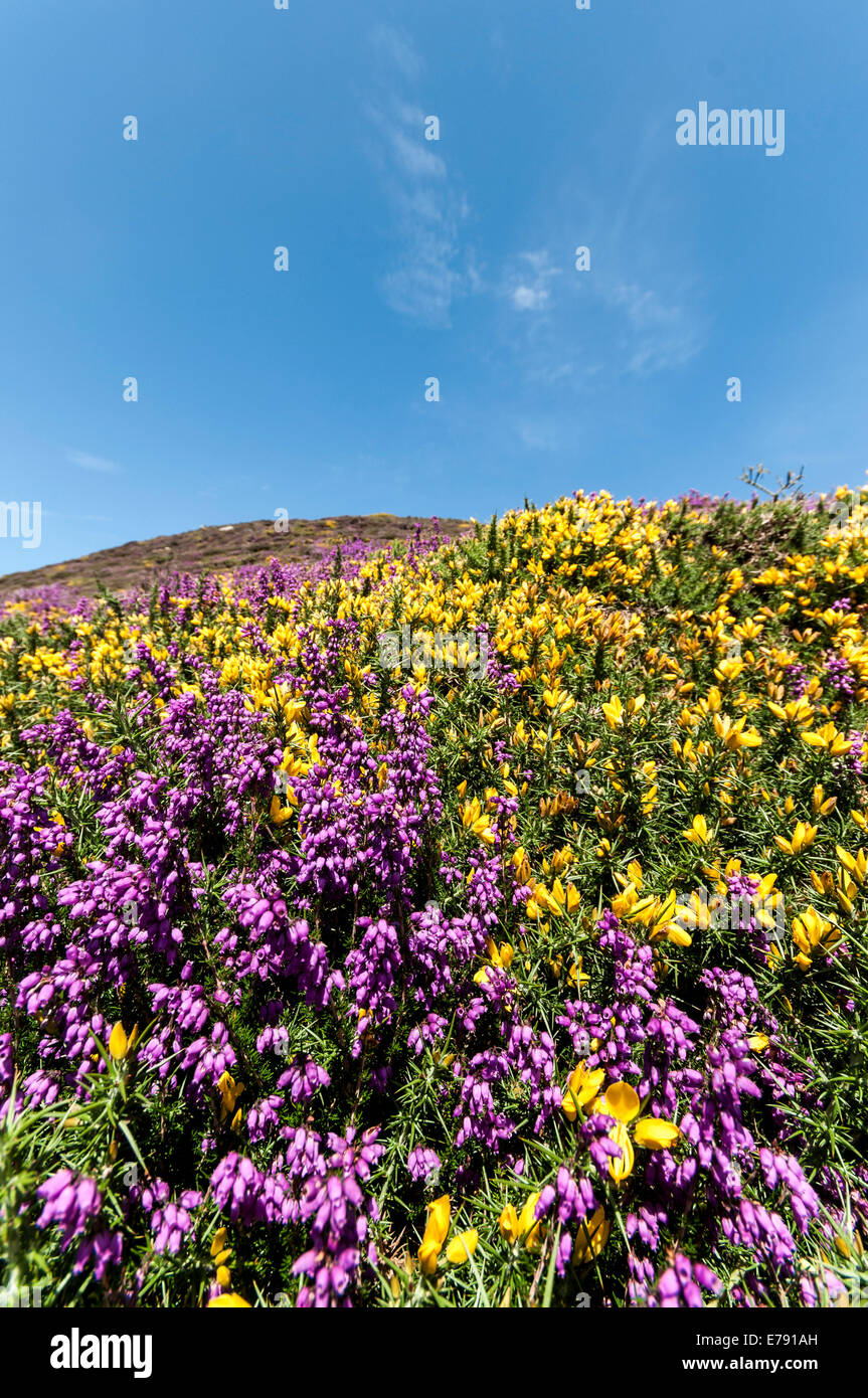 Western Gorse Ulex galii and Bell Heather Erica cinerea growing on Foel Lus Penmaenmawr North Wales Stock Photo