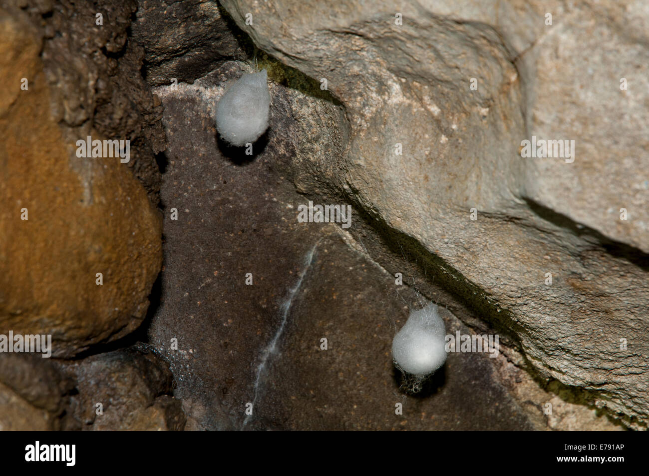 Egg sacs of the cave spider (Meta menardi) in Ingleborough Cave, Yorkshire Dales National Park. April. Stock Photo