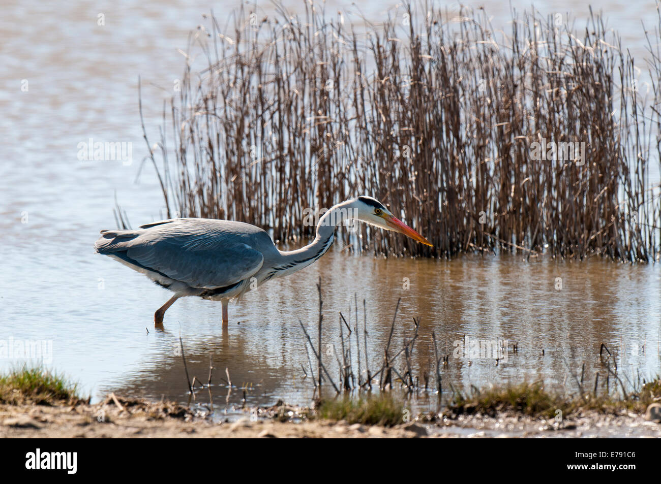 Grey heron (Ardea cinerea) adult, hunting at the edge of a pool at Oare Marshes in Kent. April. Stock Photo