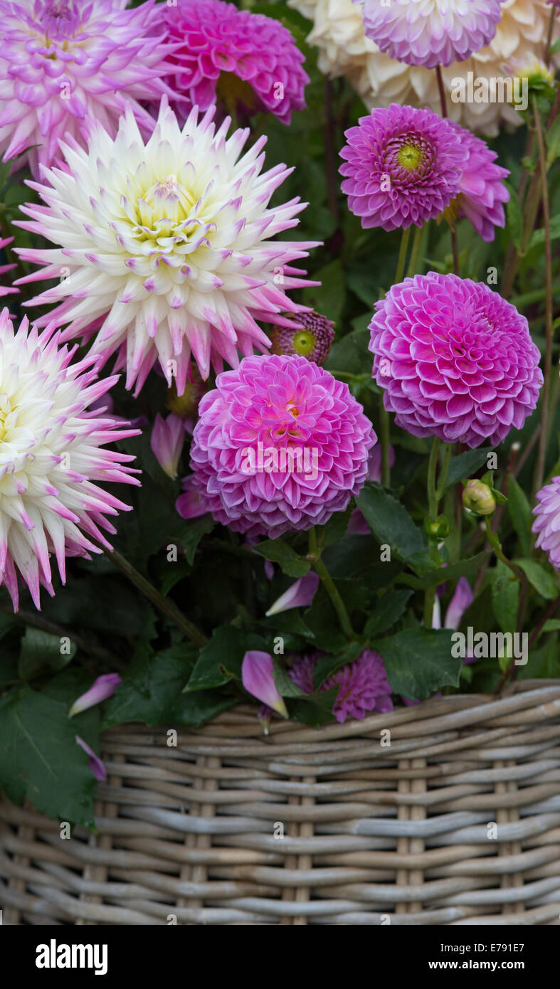 Dahlia flowers in a wicker basket at a flower show. UK Stock Photo