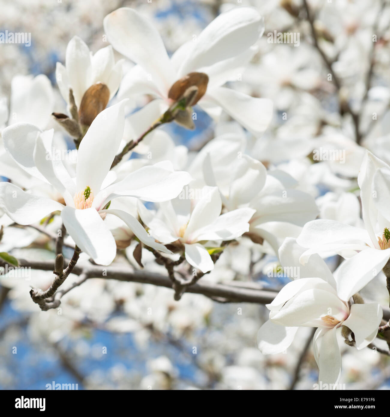 White Magnolia in bloom in spring Stock Photo - Alamy